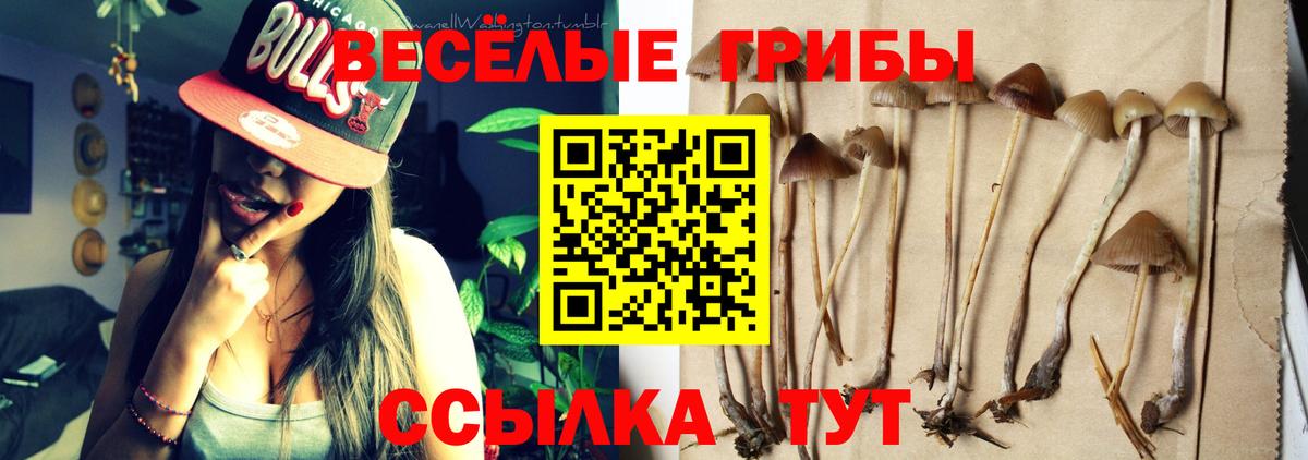 Псилоцибиновые грибы Psilocybine cubensis  Карачаевск 